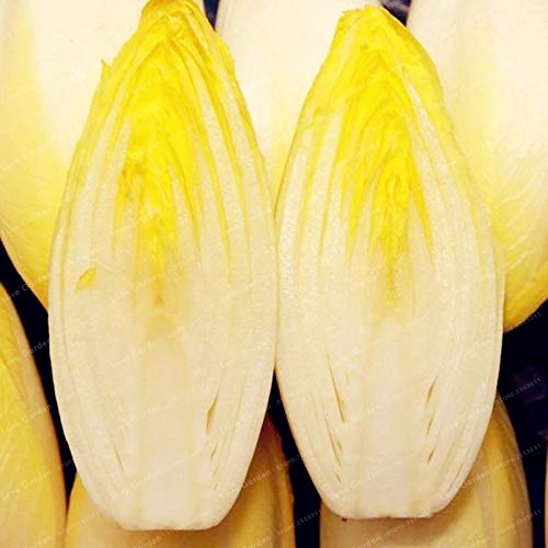 Plentree 100 Pcs Belgian Endive Bonsai Organic Heirloom Vegetable Bonsai for Home Garden Farm Crops Bonsai s DIY Home Garden: 2 - Thumbnail 3