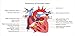 Ambesonne Science Mug, Structure of the Heart Human Body Anatomy Organ Veins Cardiology, Ceramic Coffee Mug Cup for Water Tea Drinks, 11 oz, Coral Red