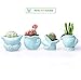 Seashell Succulent Pots 4pcs,Ceramic Planters of Sea Theme with Drainage Hole Cactus/Flower Plant Pots Perfect for Home Office Decor