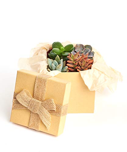 Shop Succulents| Assorted Collection of Live SucculentPlants in Christmas Gift Box, Hand Selected Variety Pack of Mini Succulents | Collection of 4 in 2