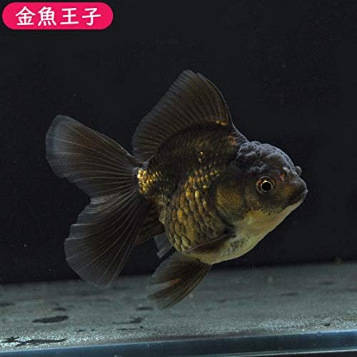 金魚 黒バルーンオランダ 厳選個体 新作製品 世界最高品質人気 大型家電 ホビー 正規品送料無料 きんぎょ Pcソフト 金魚王子 B0tjk1x6 オランダ 9センチ前後 個体番号vbn381 激安超特価 100 品質保証 生体