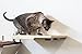 CatastrophiCreations Cat Dining Table Handcrafted Wall-Mounted Feeder Shelf