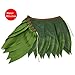 BOSHENG Ti Leaf Hula Skirt Luau Party Accessory Green Skirt Kids Size