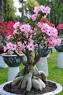 StarLink Beautiful Adenium Dessert Rose Plant *Grafted Rosy Bonsai Plant