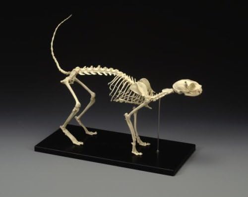 Feline Skeleton Model, Standard Size Cat 16" x 9"