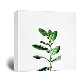 Square Canvas Wall Art - Tropical Plant on White Background - Giclee Print Gallery Wrap Modern Home Art Ready to Hang - 12x12 inches