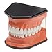 Large Brushing and Flossing Dental Model with Toothbrush