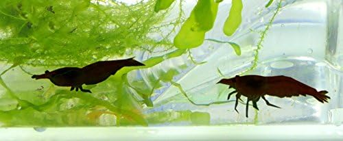 Evil Wear Aquarium Shrimp Dark Brown/Black 2 Pieces with Aquarium Plant and Accessories