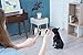 Petcube First Generation Camera for Pets with HD 720p Video, Wi-Fi and Two-Way Audio