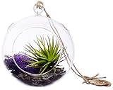 Hinterland Trading Purple Rein Terrarium, 6 Inch