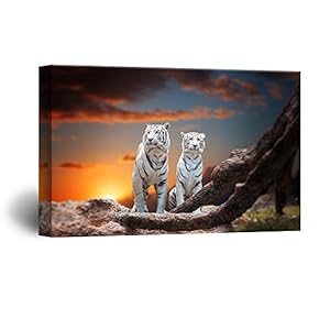 Two White Tigers in The Wild at Sunset Time
