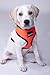 Comfort Control Dog Walking Harness, Support Mesh Padded Vest, Accessory, Collar, Lightweight, No More Pulling, Tugging or Choking, for Puppies, Small Dogs (Blue, Medium), by Downtown Pet Supply