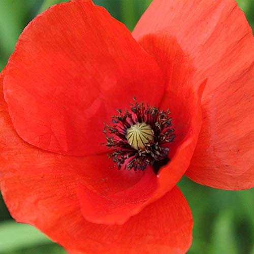 Red American Legion Poppy Seeds! 3000 Heirloom Seeds! SUMMER SALE