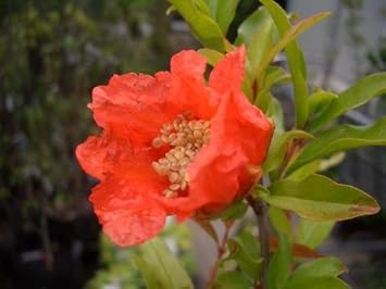 Amazon ざくろ 種無し ザクロ シャインレッド 2年生 接ぎ木 苗 果樹苗木 果樹苗 果物