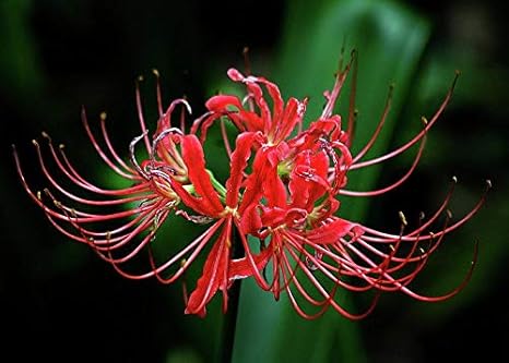 Amazon レッドスパイダーマジックリリー球根 室内装飾 ガーデニング エキゾチック ハーディ 花 盆栽 ギフト 希少種 見事 赤 6球根 花