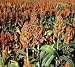 70 SUGAR DRIP SORGHUM AMBER CANE Grain Vegetable Seeds