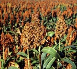 70 SUGAR DRIP SORGHUM AMBER CANE Grain Vegetable Seeds 70 SUGAR DRIP SORGHUM AMBER CANE Grain Vegetable Seeds