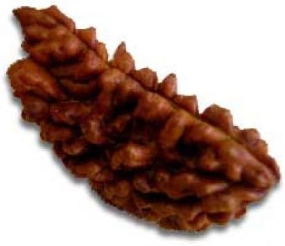 vastu astro shop 1 Mukhi Rudraksha