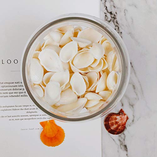 4 Small+Seashell+White+clamrose+Natural