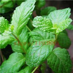 100 PC semillas de plantas de menta menta verde hierba gatera ...