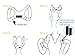 Discreet Posture Corrector for Men and Women That Provides Gentle Clavicle and Shoulder Support, Prevents Slouching and Alleviates Upper Back and Neck Pain | Size Regular