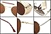 Flowertree STY056 Metal Frame Side Shield Oval 52mm Sunglasses (gold+brown)