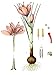 Cyrus Gormet, Spanish Saffron - La Mancha Premium/ 220+ Grade Azafran (5 Gram)