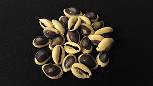 25 Purple Top Cowrie Shells 5/8"-3/4" Nautical Souvenir Seashells ~ Philippines