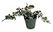Variegated Hindu Rope Plant - Hoya - 4 Inch Pot