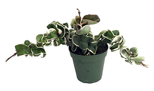 Variegated Hindu Rope Plant - Hoya - 4 Inch Pot Variegated Hindu Rope Plant - Hoya - 4 Inch Pot