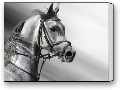 PrettyLee Custom Modern Wall Art Home Decor Canvas Prints Dapple Horse 16 X 12 Inch