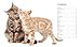 The Cat Selector: How to Choose the Right Cat for You
