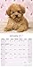 Poodle Calendar 2017 - Poodles Calendar - Standard Poodle Calendar - Dog Breed Calendars - 2016 - 2017 wall calendars - 16 Month by Avonside