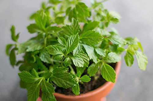 Gynostemma Tea (Jiaogulan Tea) AMPK Activator & Potent Adaptogenic Herb (1 oz = 30 delicious cups of Natural Caffeine-Free Tea)