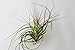 10 or 12 Pack of Assorted Tillandsia Air Plants
