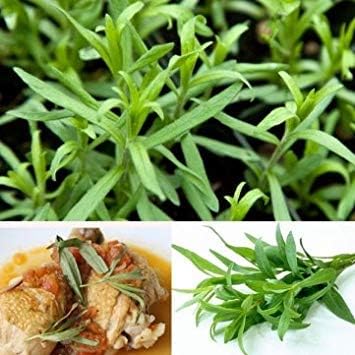 CUSHY High Quity 10PCS Tarragon Seed Dracunculus Seed