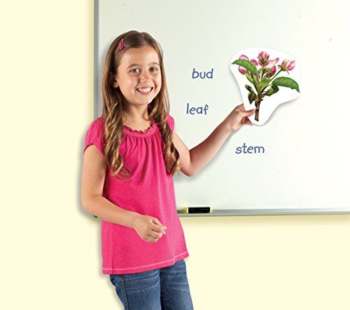 Learning Resources Giant Magnetic Plant Life Cycle