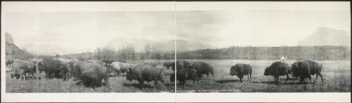 Photo The Buffalo herd at Banff 1907
