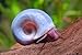 10+ Ramshorn Snails (1/3 inch+) - Algae-eaters and safe for fish, plants, and shrimp!