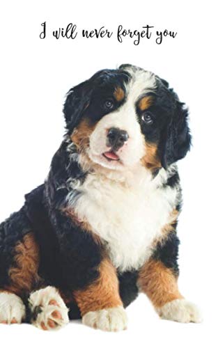 bernese mountain dog website