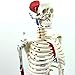 Human Skeleton Model for Anatomy Mini Human Skeleton Model with Metal Stand - 33.4 Inches Tall with Removable Arms and Legs Scientific Study Painted and Numbered Muscle Insertion and Origin Points