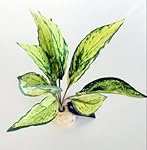 MOTINA Terrarium Plants Artificial Reptile Plants for Terrarium