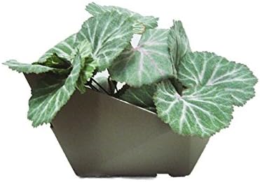 Modular Livings Wall Planter Vertical Garden, 12", Brown