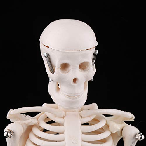 骨格モデル 子供 身体 おもちゃ 学校教育ツール 子供スケルトンモデル B07jysskbk 1 0円 大人気 New Arrival 最安値挑戦 年中無休 高品質 通販