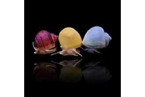 Plants N Fins Mystery Snails (3 Pack) Assorted + Food Sample | Live Arrival Guarantee Freshwater Live Aquarium Snails (Assorted (Held at Post Office for Pickup))