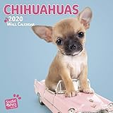 Chihuahuas 2020 Square Wall Calendar (Studio Pets) by 