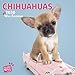 Chihuahuas 2020 Square Wall Calendar (Studio Pets) by 