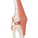 3B Scientific A82/1 Deluxe Functional Knee Joint - 3B Smart Anatomy