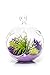 Air Plant Terrarium Kit | Purple Passion | Natural Accents Series | Complete Tillandsia Gift Set | 4” Glass Globe | Nautical Crush Trading TM (Live Air Plant)