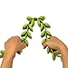 Prepara Deluxe Roasting Laurel , Green